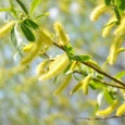    În Duminica Floriilor prăznuim Intrarea Domnului Iisus Hristos în Ierusalim, ca împărat biruitor, cu înfăţişare smerită, venind călare pe mânzul asinei, împlinindu-se astfel o profeţie făcută cu 400 de [&hellip;]