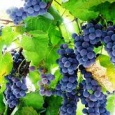    Duminica a 13-a după Rusalii (Pilda lucrătorilor răi) Matei 21, 33-44 Zis-a Domnul pilda aceasta: Era un om oarecare stăpân al casei sale, care a sădit vie; a împrejmuit-o [&hellip;]