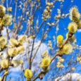 Săptămâna care precedă Duminica Intrării Domnului nostru Iisus Hristos în Ierusalim este numită în Triod a Floriilor. Este a şasea săptămână din Postul Mare. La finalul ei se încheie postul [&hellip;]