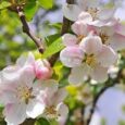 Tertulian, un scriitor bisericesc din secolul al II-lea, în opera sa Ad Martyras (Către martiri) spunea că „sângele martirilor este cheia ce deschide paradisul”. Mai mult „sângele martirilor este sămânţa creştinilor”. Din epoca [&hellip;]